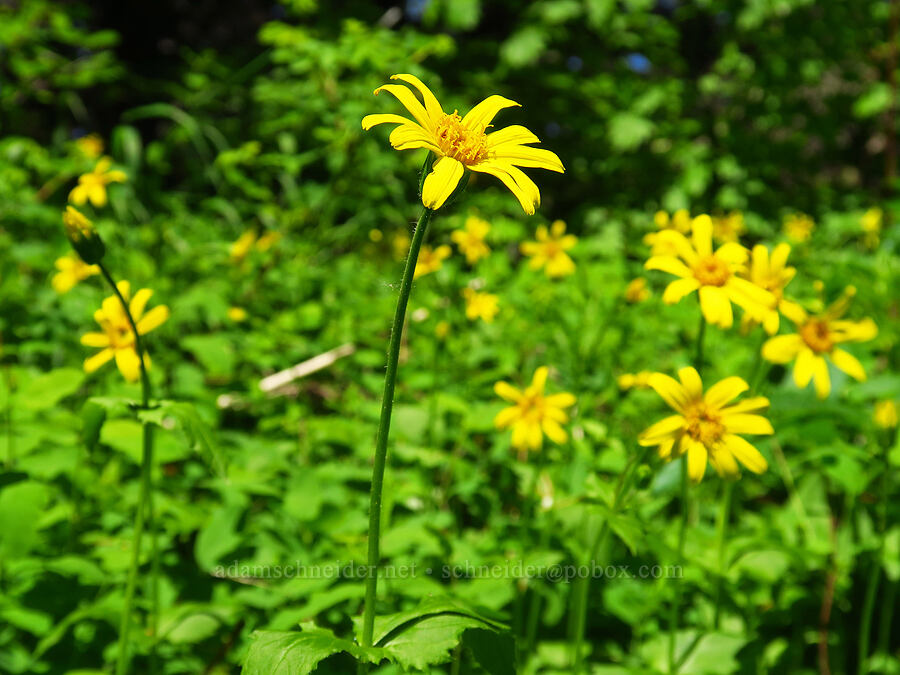 broad-leaf arnica (Arnica latifolia) [Grassy Knoll Trail, Gifford Pinchot National Forest, Skamania County, Washington]