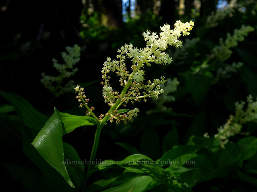 feathery false solomon's-seal (Maianthemum racemosum ssp. amplexicaule (Smilacina racemosa)) [Grassy Knoll Trail, Gifford Pinchot National Forest, Skamania County, Washington]