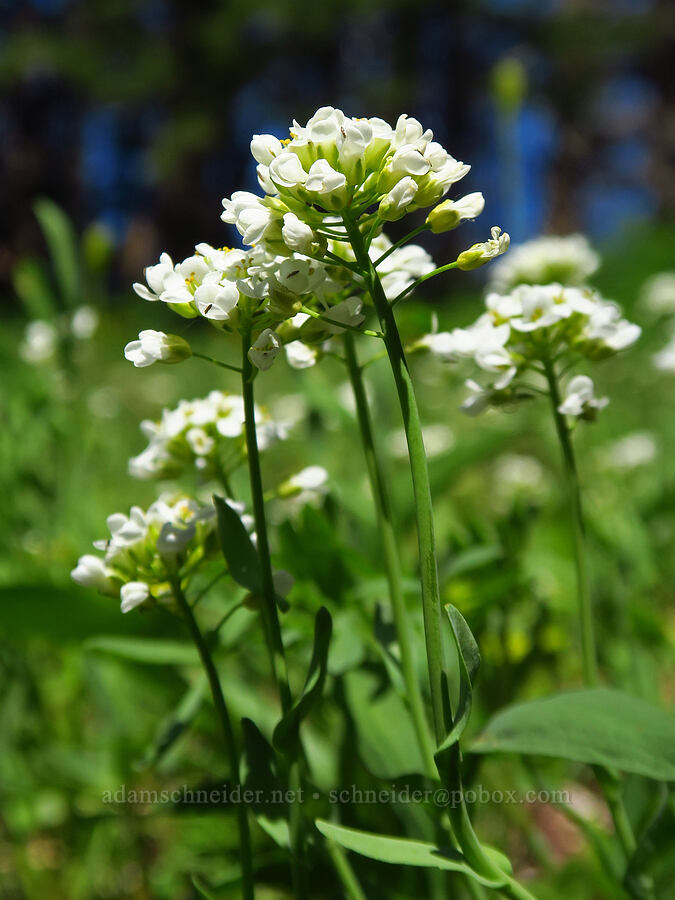mountain penny-cress (Noccaea fendleri ssp. glauca (Thlaspi fendleri var. glaucum)) [Grassy Knoll Trail, Gifford Pinchot National Forest, Skamania County, Washington]