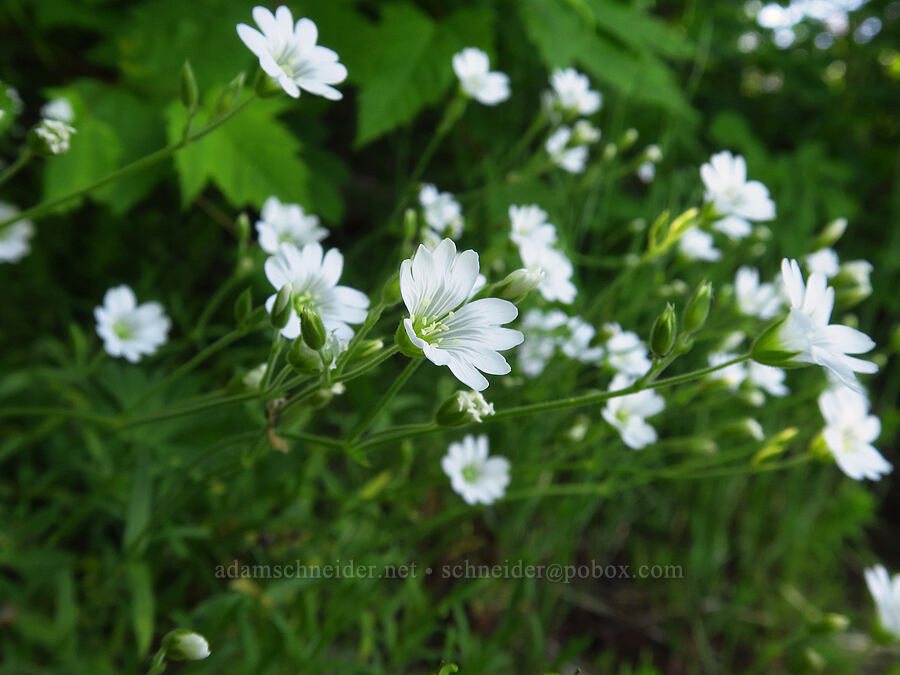 chickweed (Cerastium arvense) [Grassy Knoll Trail, Gifford Pinchot National Forest, Skamania County, Washington]
