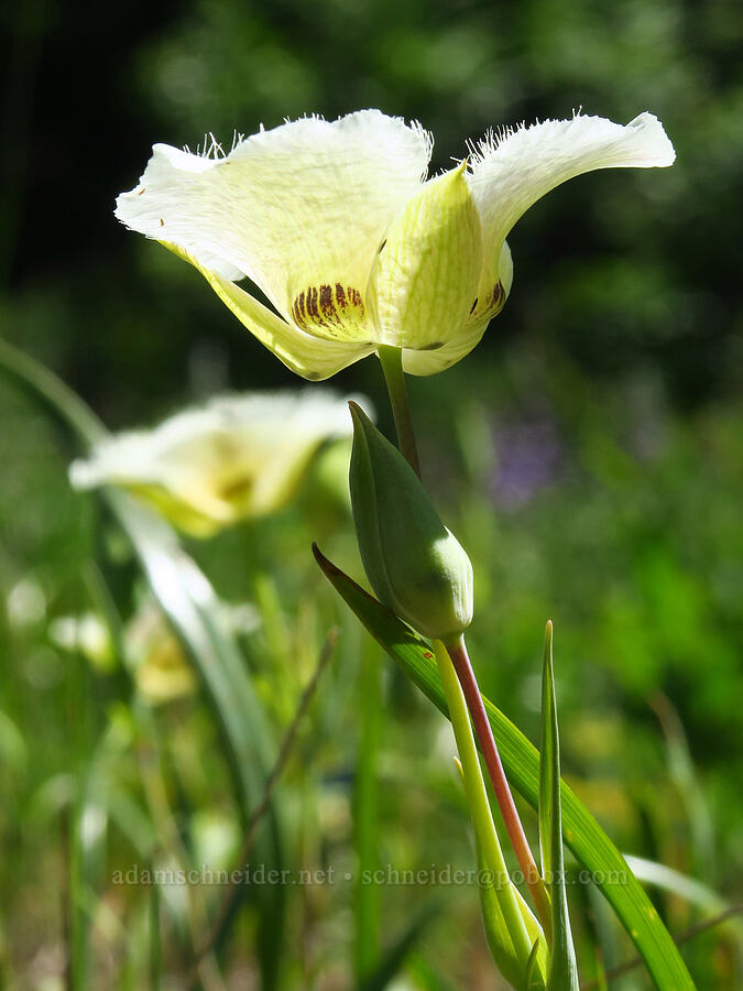 subalpine mariposa lilies (Calochortus subalpinus) [Grassy Knoll Trail, Gifford Pinchot National Forest, Skamania County, Washington]