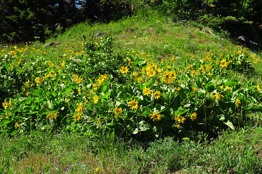 balsamroot (Balsamorhiza sp.) [Grassy Knoll Trail, Gifford Pinchot National Forest, Skamania County, Washington]