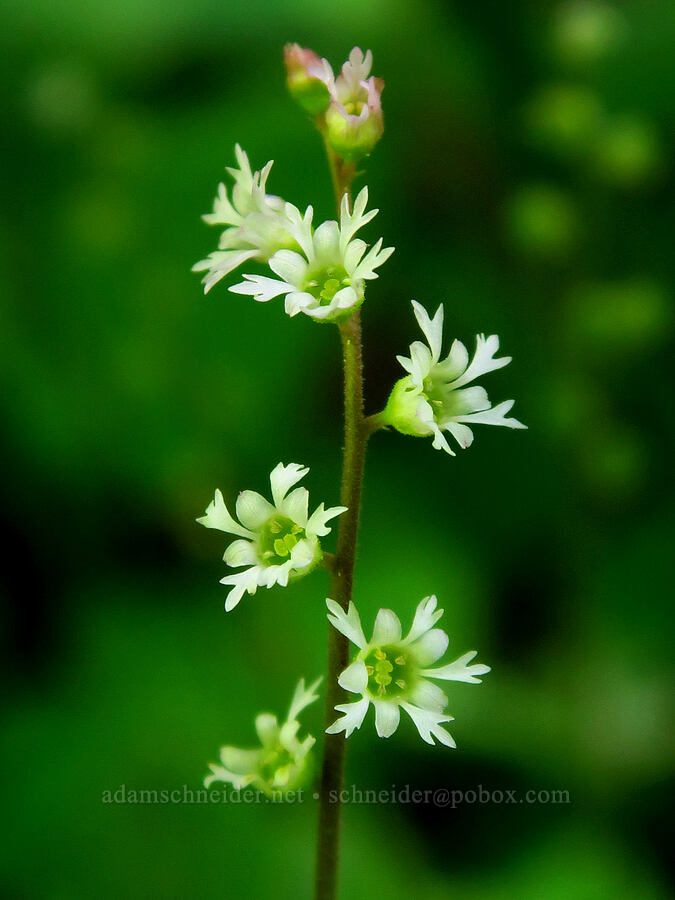 three-parted mitrewort (Ozomelis trifida (Mitella trifida)) [Grassy Knoll Trail, Gifford Pinchot National Forest, Skamania County, Washington]