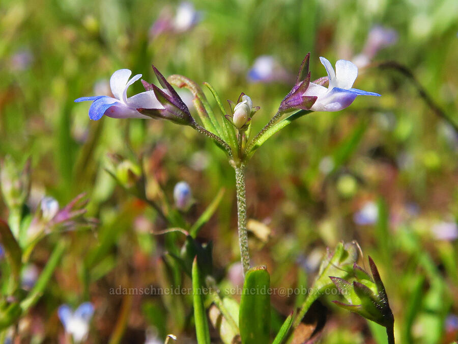 small-flowered blue-eyed-Mary (Collinsia parviflora) [Grassy Knoll Trail, Gifford Pinchot National Forest, Skamania County, Washington]