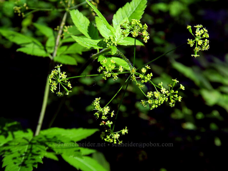 western sweet-cicely (Osmorhiza occidentalis) [Grassy Knoll Trail, Gifford Pinchot National Forest, Skamania County, Washington]