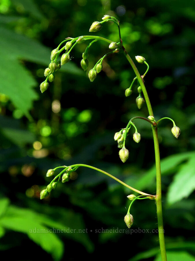 inside-out flower, budding (Vancouveria hexandra) [Grassy Knoll Trail, Gifford Pinchot National Forest, Skamania County, Washington]