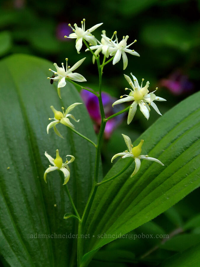 starry false solomon's-seal (Maianthemum stellatum (Smilacina stellata)) [Grassy Knoll Trail, Gifford Pinchot National Forest, Skamania County, Washington]