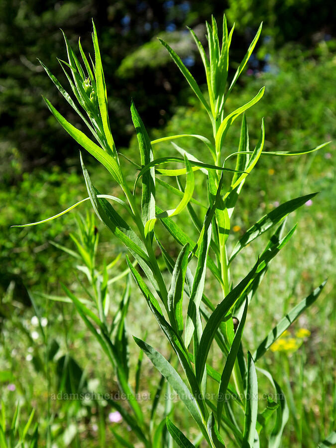 mystery leaves [Grassy Knoll Trail, Gifford Pinchot National Forest, Skamania County, Washington]