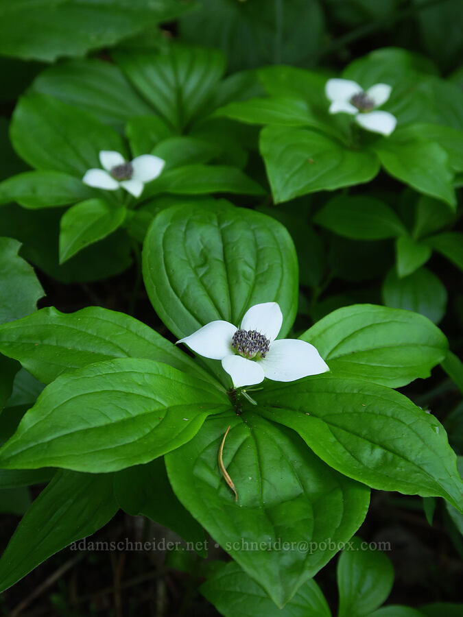 bunchberry flowers (Cornus unalaschkensis (Cornus canadensis)) [Grassy Knoll Trail, Gifford Pinchot National Forest, Skamania County, Washington]