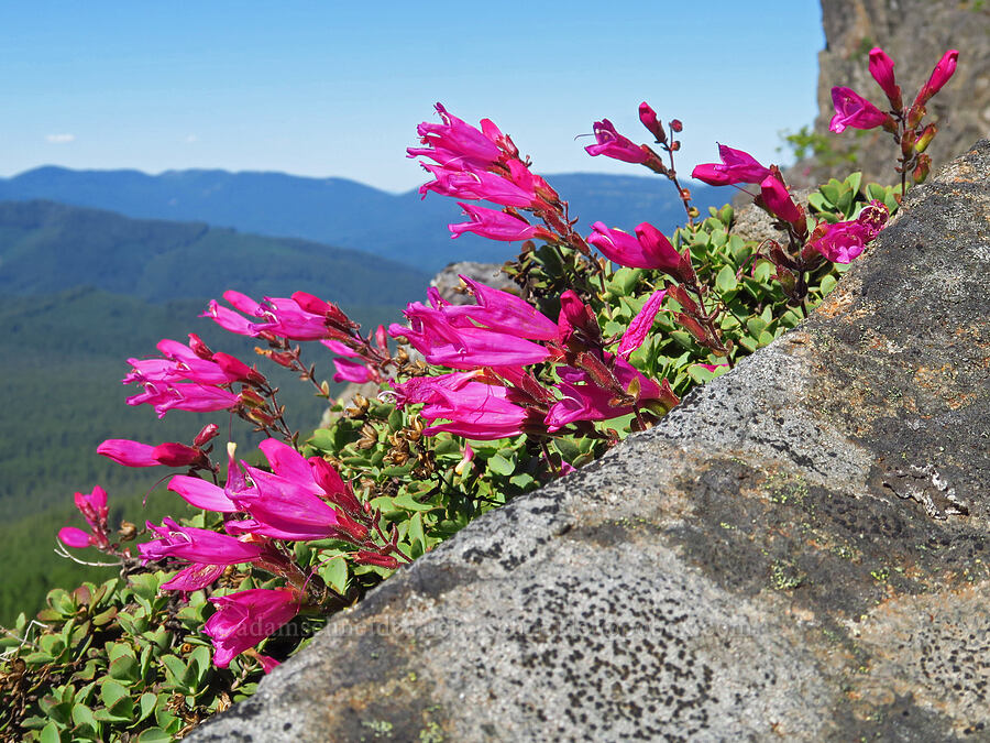cliff penstemon (Penstemon rupicola) [Grassy Knoll Trail, Gifford Pinchot National Forest, Skamania County, Washington]