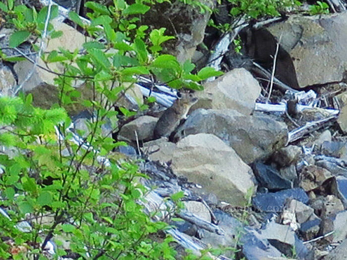 pika (Ochotona princeps fenisex) [Grassy Knoll Trail, Gifford Pinchot National Forest, Skamania County, Washington]