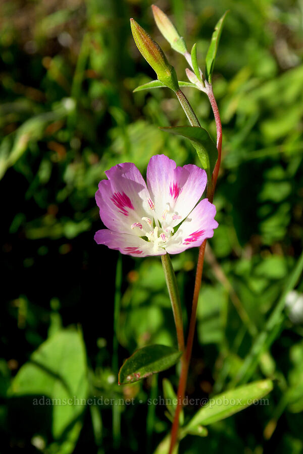 Lindley's clarkia (Clarkia amoena ssp. lindleyi) [Grassy Knoll Trailhead, Gifford Pinchot National Forest, Skamania County, Washington]