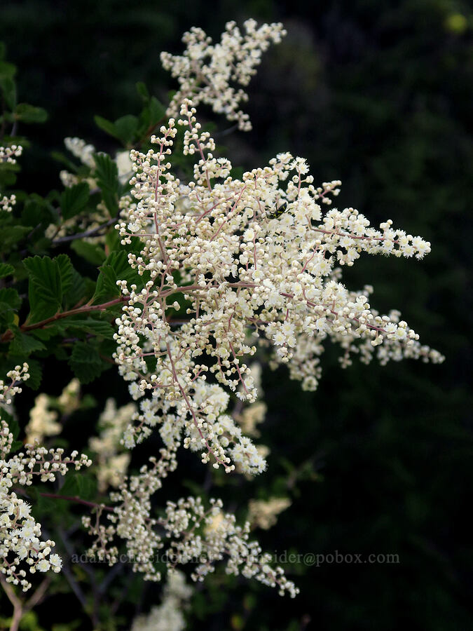 ocean spray (Holodiscus discolor) [Spirit Falls Trail, Skamania County, Washington]