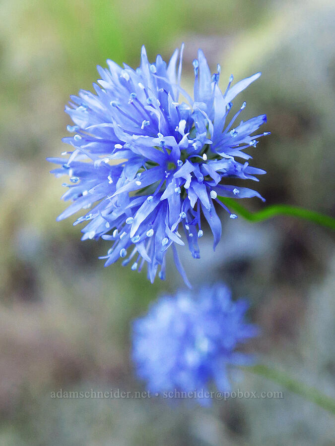 blue-head gilia (Gilia capitata) [Spirit Falls Trail, Skamania County, Washington]