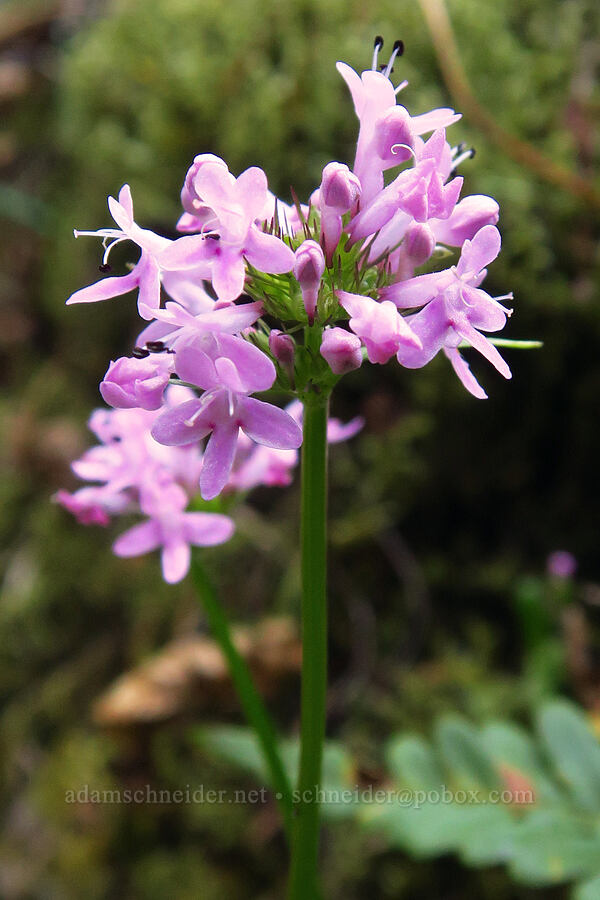 rosy plectritis (Plectritis congesta) [Spirit Falls Trail, Skamania County, Washington]
