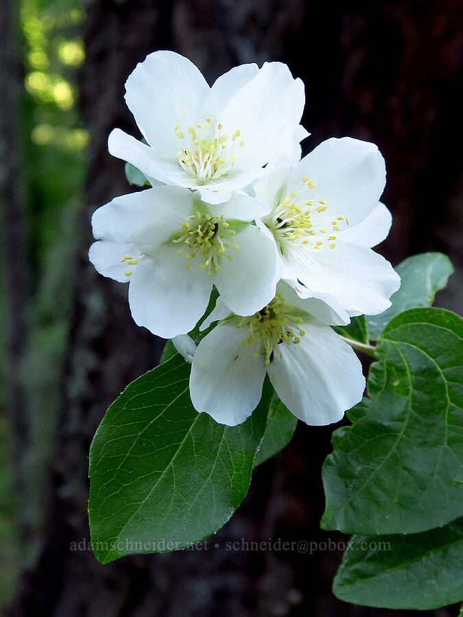 Lewis' mock orange (Philadelphus lewisii) [Spirit Falls Trail, Skamania County, Washington]