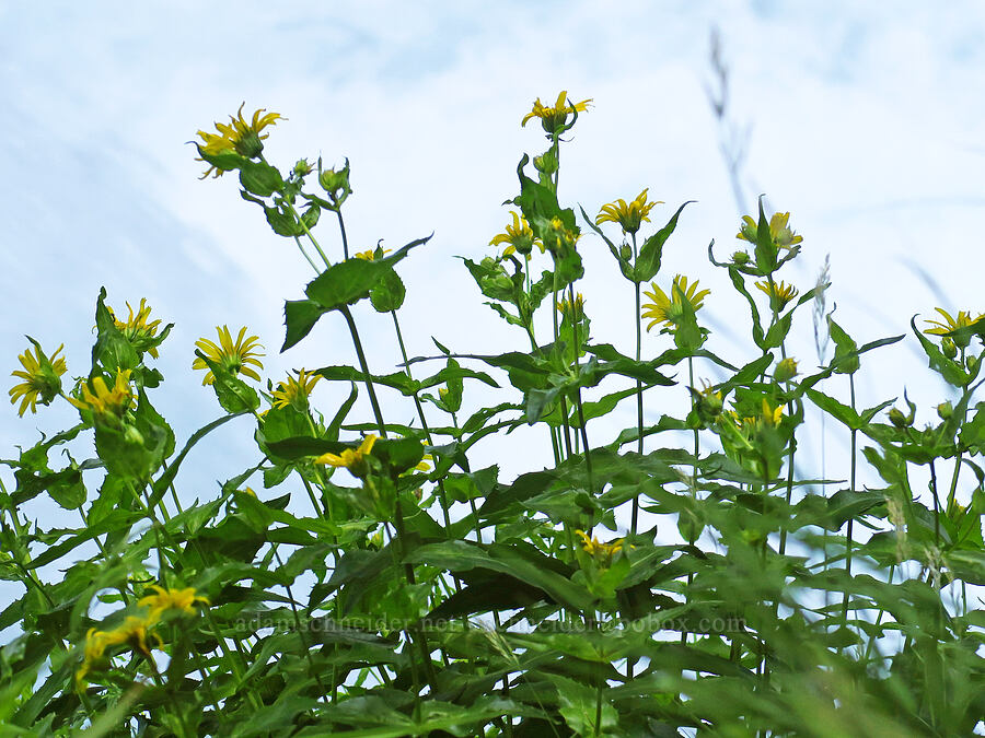 stream-bank arnica (Arnica lanceolata ssp. prima (Arnica amplexicaulis)) [Spirit Falls, Skamania County, Washington]