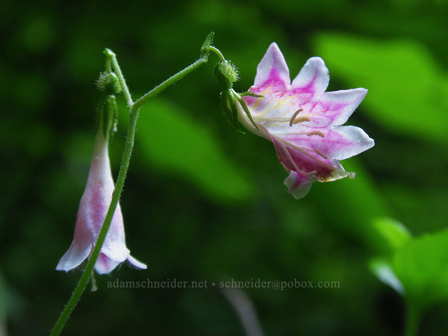 twisted twinflower (Linnaea borealis) [Spirit Falls, Skamania County, Washington]