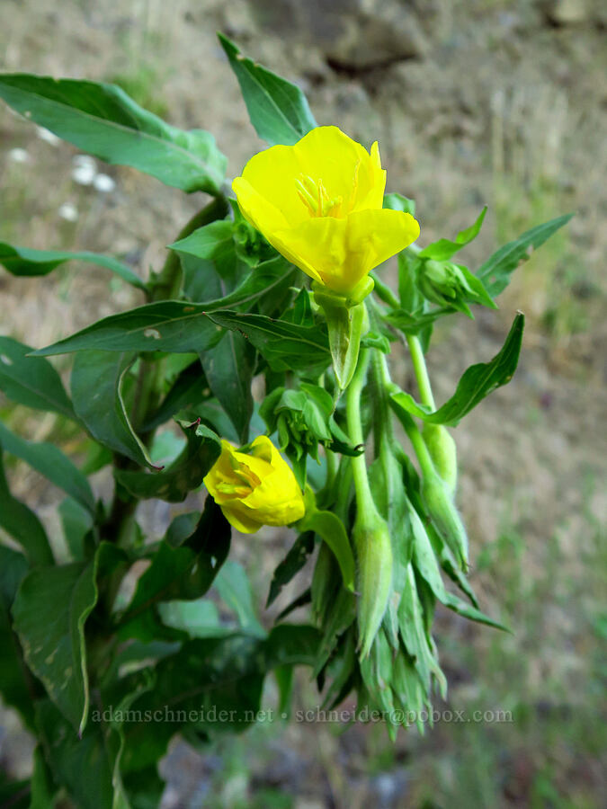 western evening-primrose (Oenothera elata ssp. hirsutissima) [Highway 14, Gifford Pinchot National Forest, Skamania County, Washington]