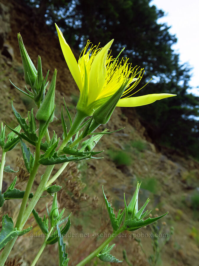 giant blazing star (Mentzelia laevicaulis) [Highway 14, Gifford Pinchot National Forest, Skamania County, Washington]