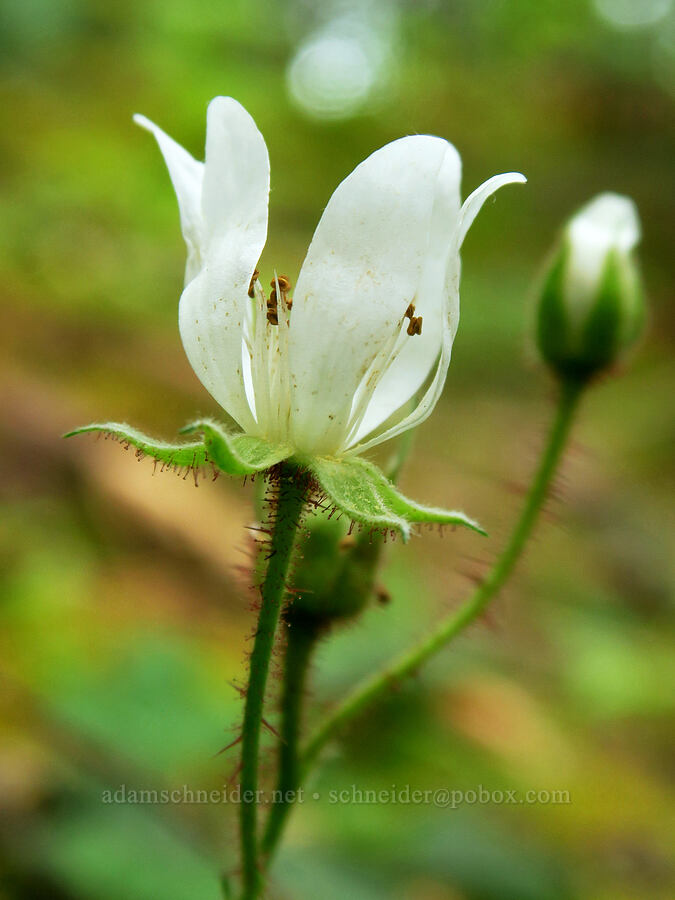 blackberry flowers (Rubus ursinus) [Horse Rock Ridge Trail, Linn County, Oregon]
