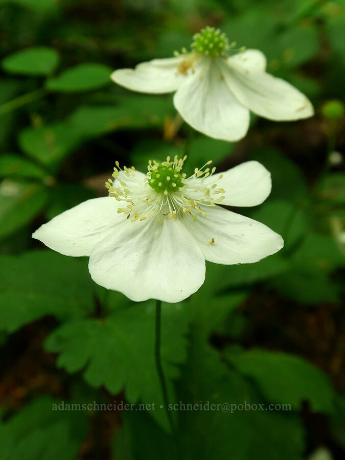 Columbia windflowers (Anemone deltoidea (Anemonastrum deltoideum)) [Horse Rock Ridge Trail, Linn County, Oregon]