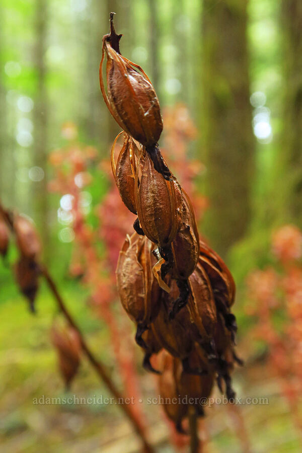 last year's spotted coral-root orchid seed-pods (Corallorhiza maculata) [Horse Rock Ridge Trail, Linn County, Oregon]