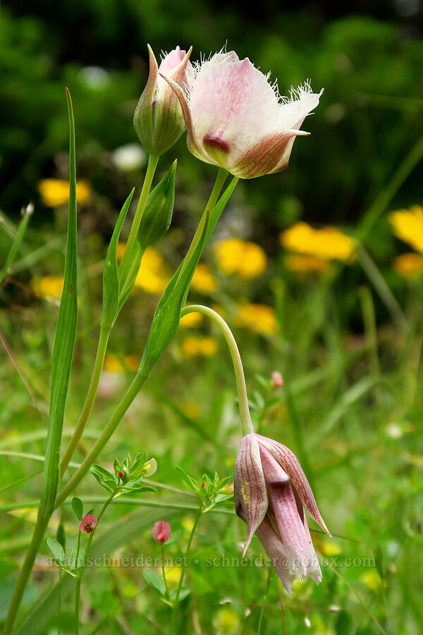 Tolmie's mariposa lily (Calochortus tolmiei) [Horse Rock Ridge, Linn County, Oregon]