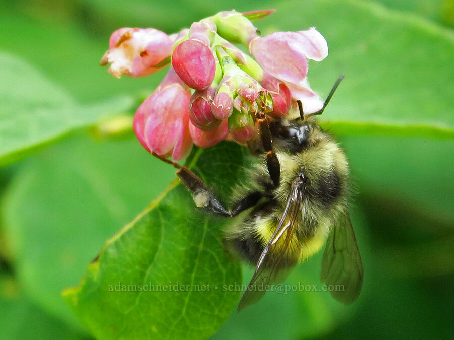 bumblebee on snowberry (Bombus sp., Symphoricarpos albus) [Horse Rock Ridge, Linn County, Oregon]