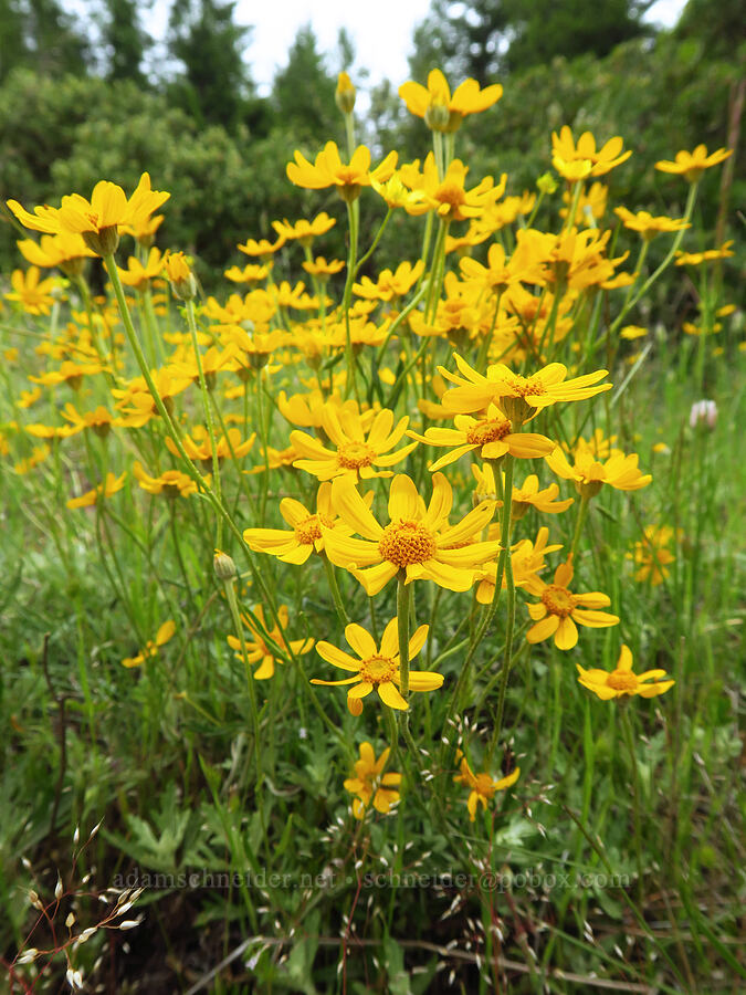 Oregon sunshine (Eriophyllum lanatum) [Horse Rock Ridge, Linn County, Oregon]
