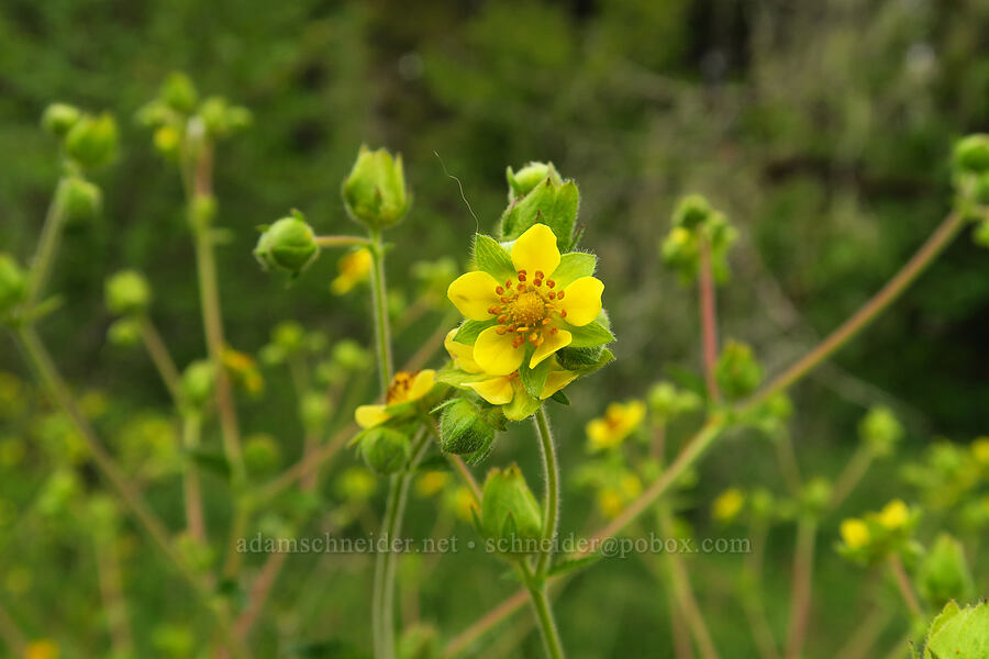 sticky cinquefoil (Drymocallis glandulosa var. glandulosa (Potentilla glandulosa)) [Horse Rock Ridge, Linn County, Oregon]