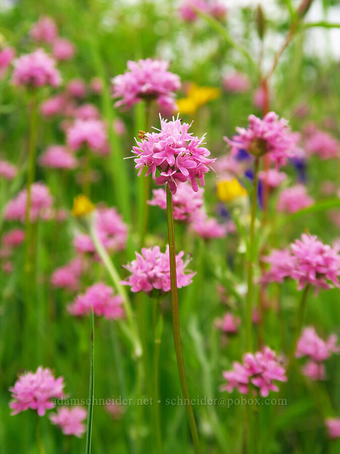 rosy plectritis (Plectritis congesta) [Horse Rock Ridge, Linn County, Oregon]