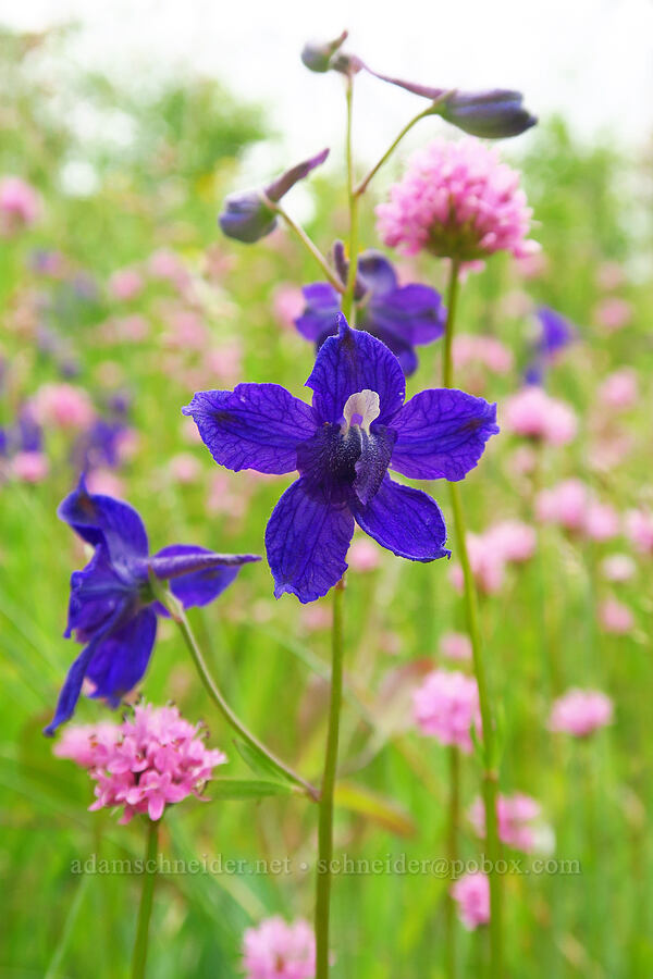 larkspur & rosy plectritis (Delphinium menziesii, Plectritis congesta) [Horse Rock Ridge, Linn County, Oregon]