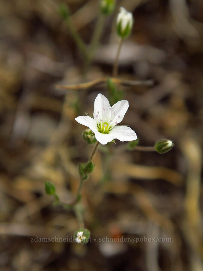 slender sandwort (Minuartia tenella (Sabulina macra)) [Horse Rock Ridge, Linn County, Oregon]