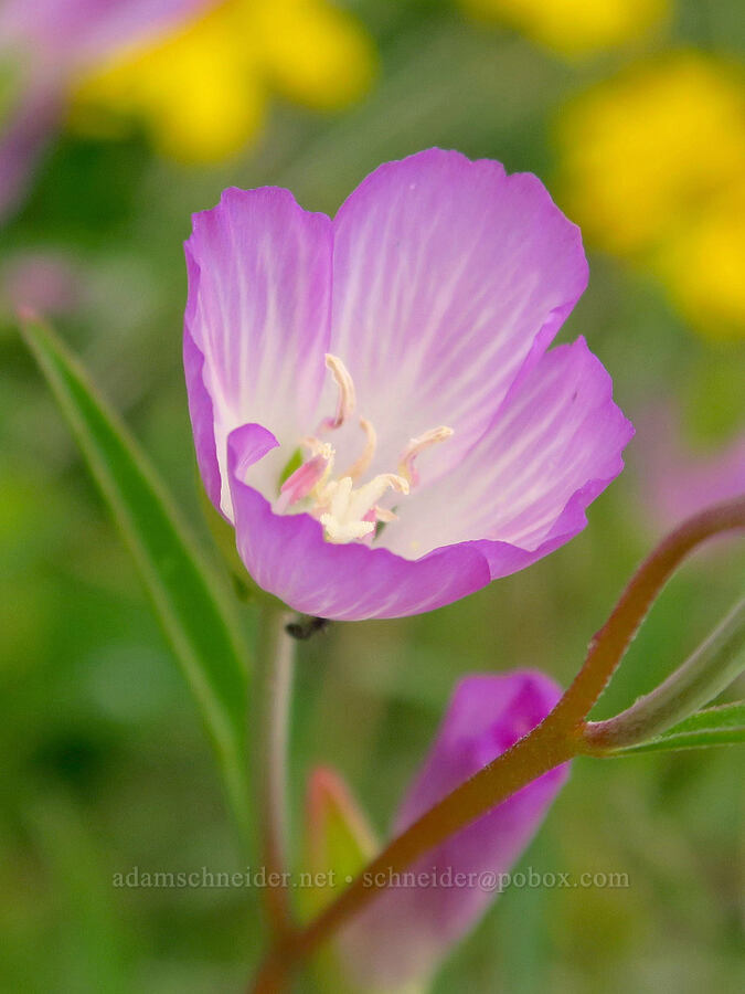 slender clarkia (Clarkia gracilis) [Horse Rock Ridge, Linn County, Oregon]