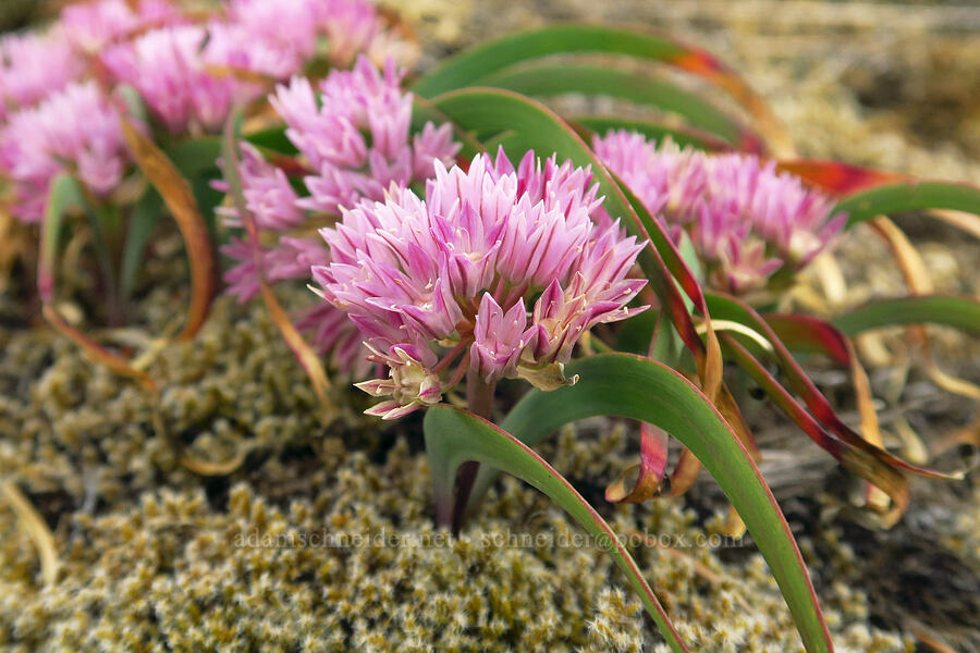 Olympic onion (Allium crenulatum) [Horse Rock Ridge, Linn County, Oregon]
