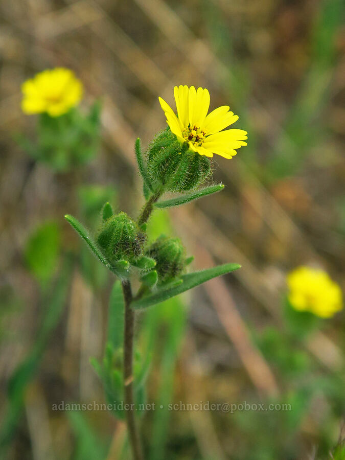 slender tarweed (Madia gracilis) [Horse Rock Ridge, Linn County, Oregon]