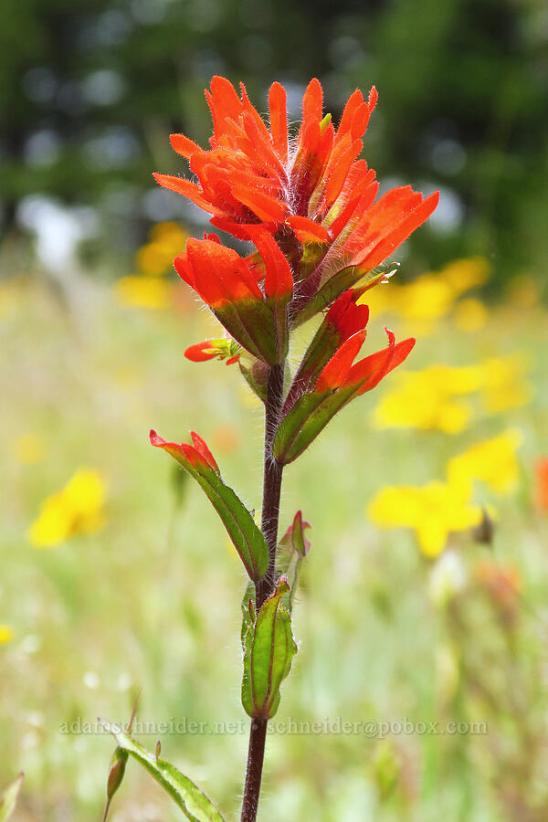 harsh paintbrush (Castilleja hispida) [Horse Rock Ridge, Linn County, Oregon]