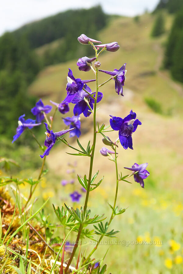 Menzies' larkspur (Delphinium menziesii) [Horse Rock Ridge, Linn County, Oregon]