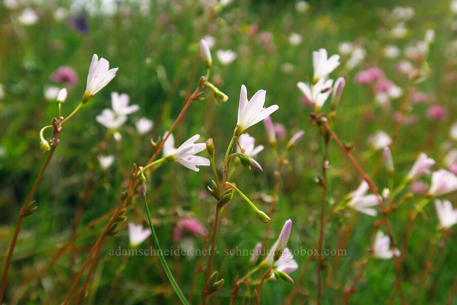 little-leaf montia (Montia parvifolia (Claytonia parvifolia)) [Horse Rock Ridge, Linn County, Oregon]