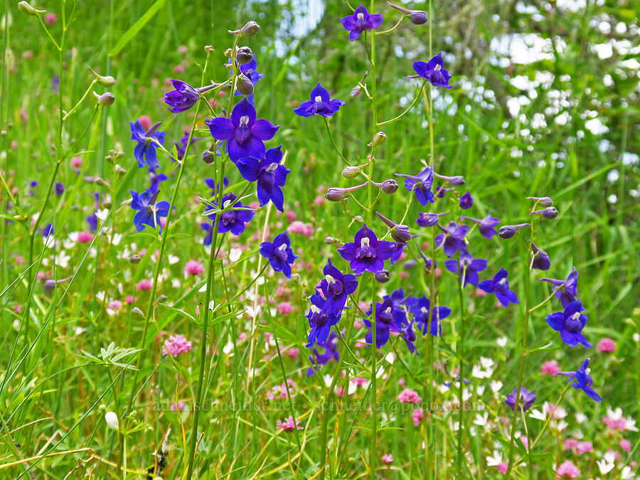 Menzies' larkspur (Delphinium menziesii) [Horse Rock Ridge, Linn County, Oregon]