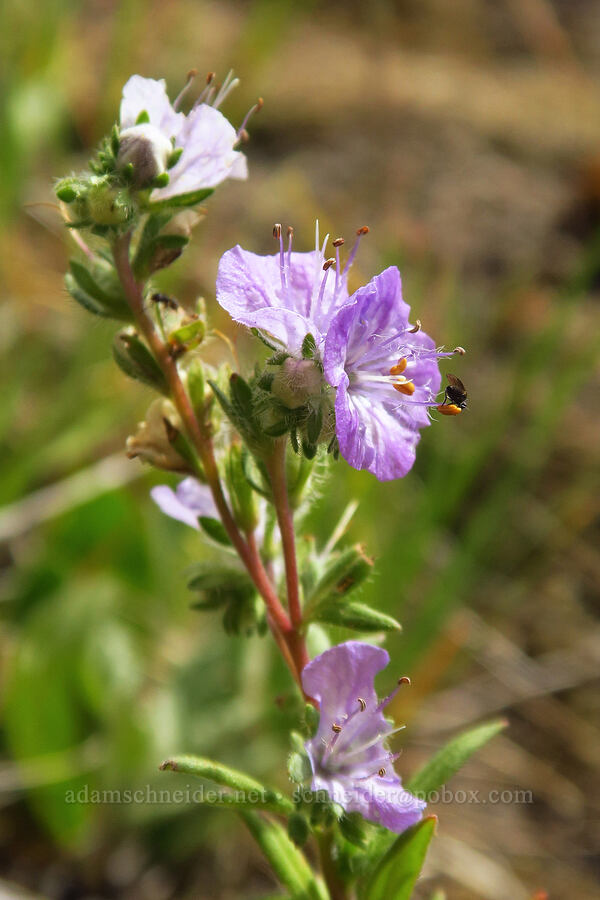 thread-leaf phacelia (Phacelia linearis) [Horse Rock Ridge, Linn County, Oregon]