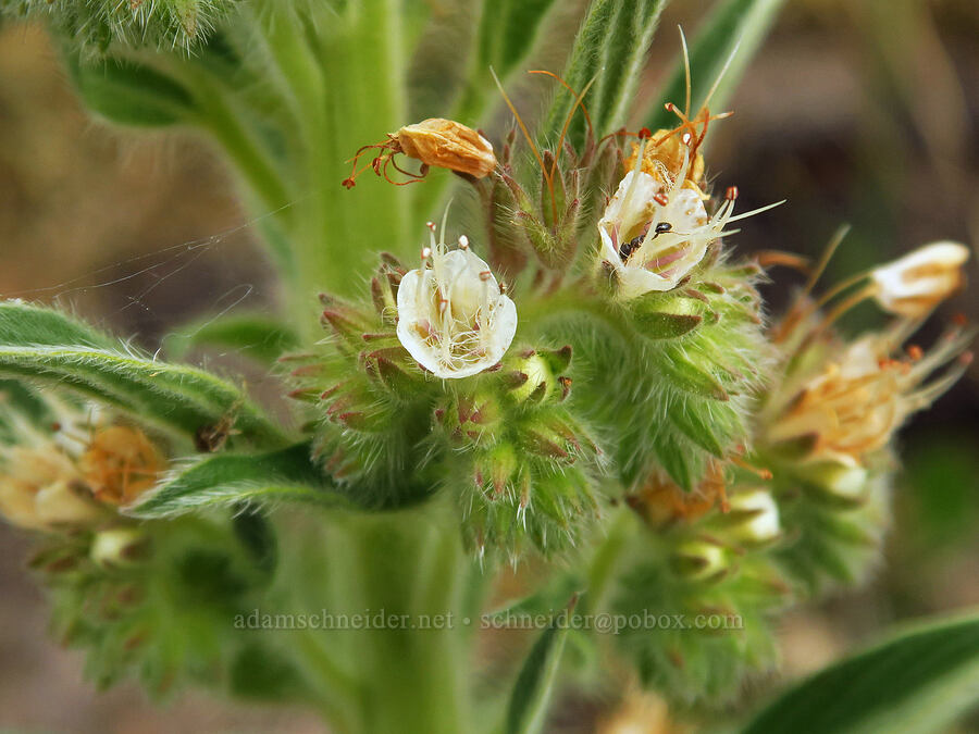varied-leaf phacelia (Phacelia heterophylla ssp. virgata) [Horse Rock Ridge, Linn County, Oregon]