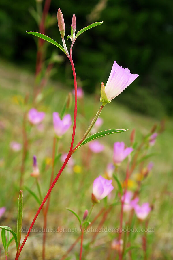 slender clarkia (Clarkia gracilis) [Horse Rock Ridge, Linn County, Oregon]
