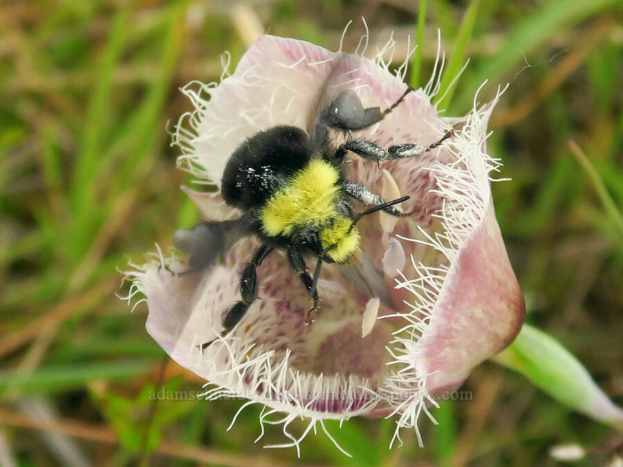 bumblebee departing from a mariposa lily (Bombus vosnesenskii, Calochortus tolmiei) [Horse Rock Ridge, Linn County, Oregon]