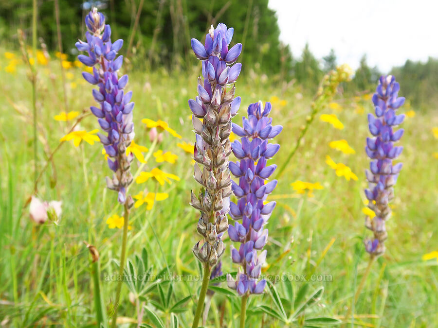 Pacific lupine (Lupinus lepidus var. lepidus) [Horse Rock Ridge, Linn County, Oregon]