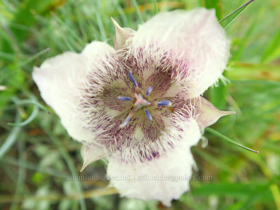 Tolmie's mariposa lily close-up (Calochortus tolmiei) [Horse Rock Ridge, Linn County, Oregon]