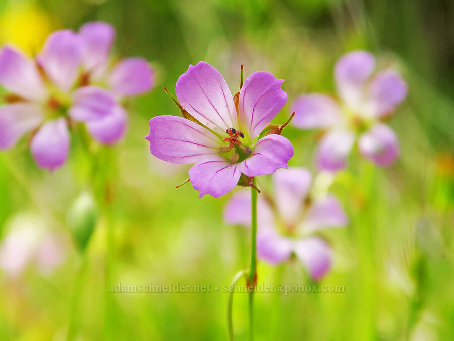 long-stalk geranium (Geranium columbinum) [Horse Rock Ridge, Linn County, Oregon]