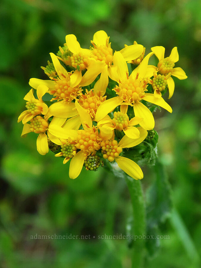 western groundsel (Senecio integerrimus) [Horse Rock Ridge, Linn County, Oregon]