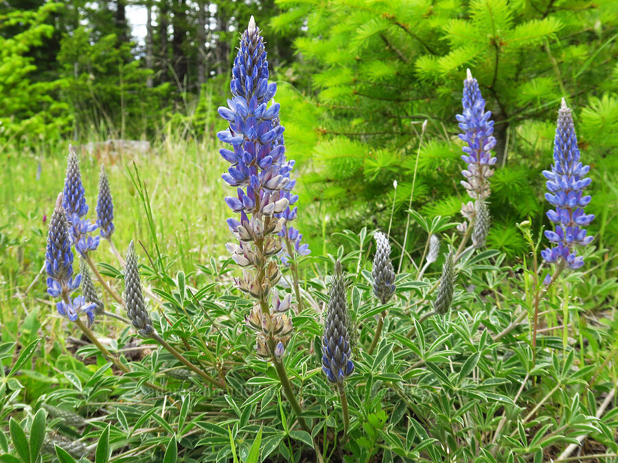 Pacific lupine (Lupinus lepidus var. lepidus) [Horse Rock Ridge, Linn County, Oregon]